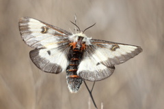 Hemileuca nevadensis