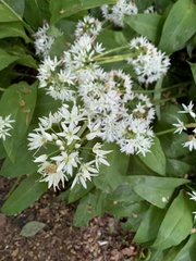 Allium ursinum