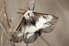 Hemileuca nevadensis