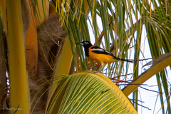 Icterus icterus