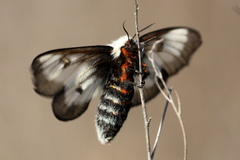 Hemileuca nevadensis