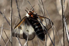 Hemileuca nevadensis