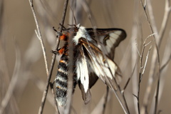 Hemileuca nevadensis