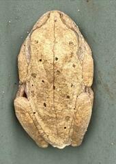 Boana crepitans