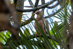 Patagioenas corensis