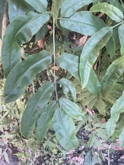 Coniogramme fraxinea