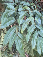 Coniogramme fraxinea