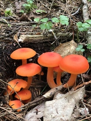 Pseudohygrocybe