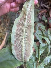 Coniogramme fraxinea