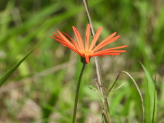 Gerbera jamesonii