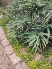 Aloe arborescens