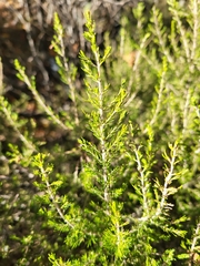 Erica arborea
