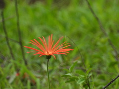 Gerbera jamesonii