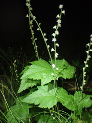 Mitella diphylla