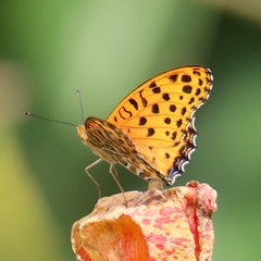 Argynnis hyperbius hyperbius