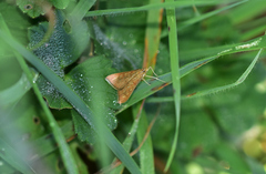 Antigastra catalaunalis