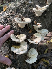 Trametes aesculi
