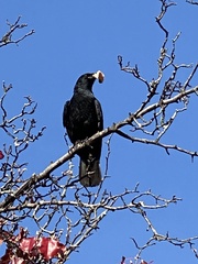 Corvus brachyrhynchos