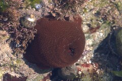 Actinia fragacea