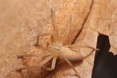 Micrommata