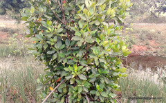 Rhizophora mucronata