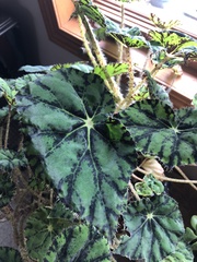 Begonia bowerae