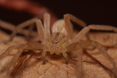 Micrommata