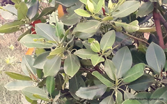 Rhizophora mucronata