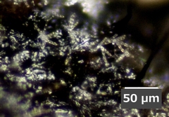 Isthmolongispora intermedia