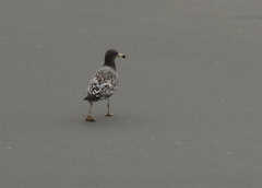 Larus belcheri