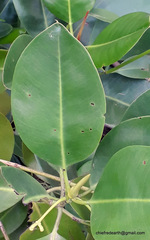 Rhizophora mucronata