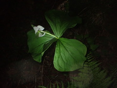 Trillium