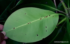 Rhizophora mucronata