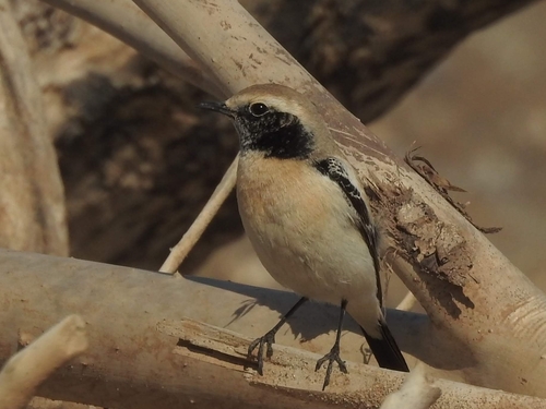Collalba desértica (Oenanthe deserti)
