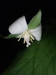 Trillium