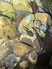 Quasipaa exilispinosa