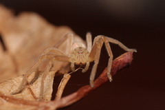 Micrommata