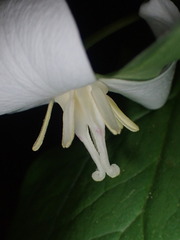 Trillium