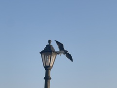 Ichthyaetus leucophthalmus