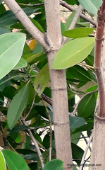 Rhizophora mucronata