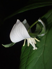 Trillium
