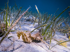 Hippocampus guttulatus