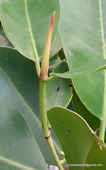 Rhizophora mucronata