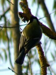 Parus major