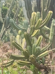Myrtillocactus geometrizans