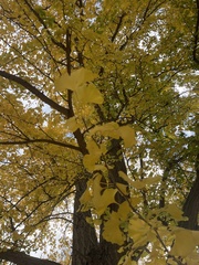 Ginkgoopsida