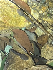 Quasipaa exilispinosa