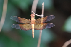 Camacinia gigantea