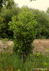 Rhizophora mucronata