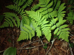 Gymnocarpium dryopteris